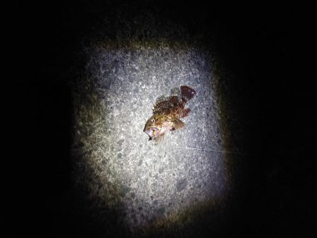 再びメバリング