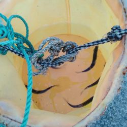 いわしフィーバー