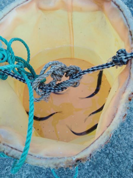 いわしフィーバー