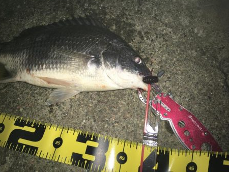 ２０１９ キビレ調査NO、２