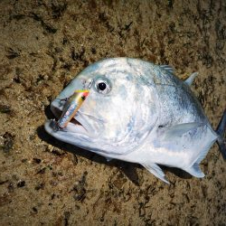 リーフエリア　ショアからGT