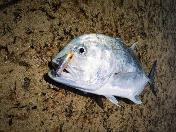 リーフエリア　ショアからGT