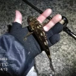 南港カモメ大橋ヘチ釣行 (南港 4月中旬~ 根魚 釣果有り)