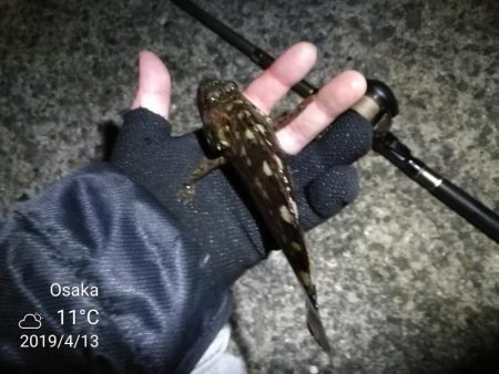 南港カモメ大橋ヘチ釣行 (南港 4月中旬~ 根魚 釣果有り)