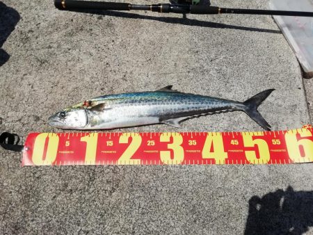 初サゴシ！！ 場所:ヒント平田周辺