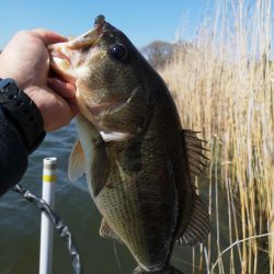 ブタバス捕獲！