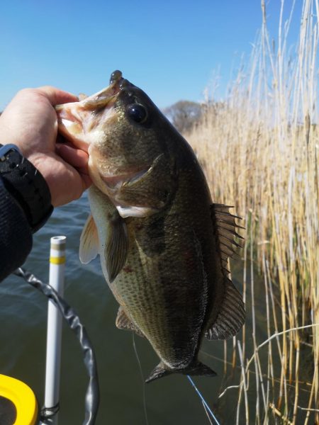 ブタバス捕獲！