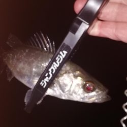 メバリング最高!