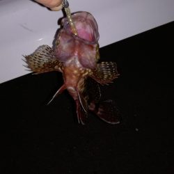 春のメバリング