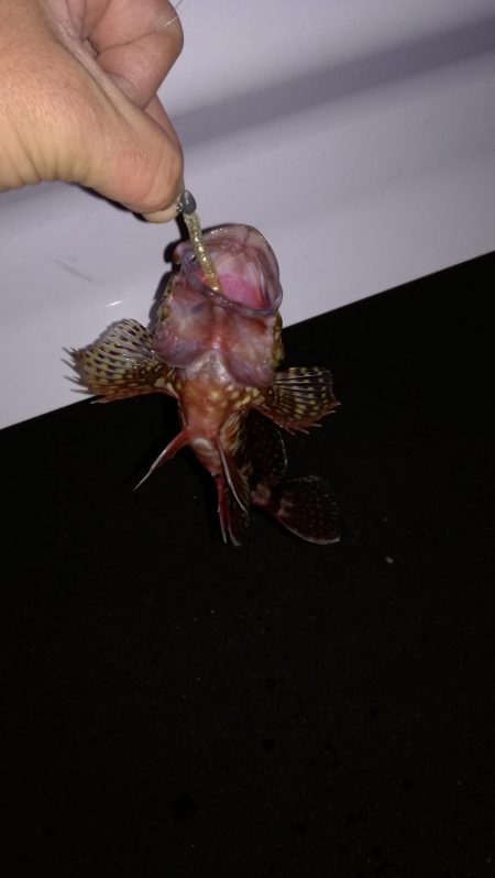 春のメバリング