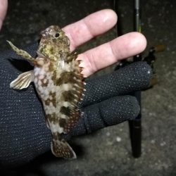 南港フェリーヘチ釣り （四月中旬,長潮～根魚の釣果有り）