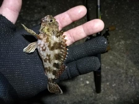 南港フェリーヘチ釣り （四月中旬,長潮～根魚の釣果有り）