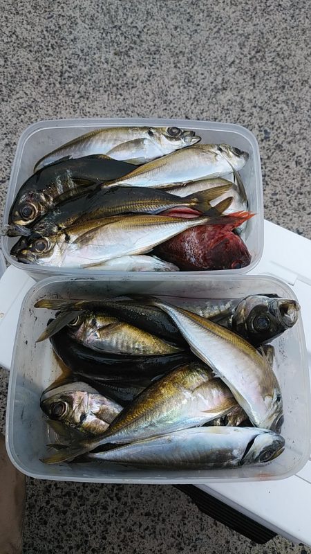 ナイトアジング