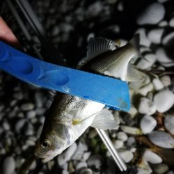 凪のナイトメバリング