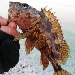 メバリング中に不意の大物