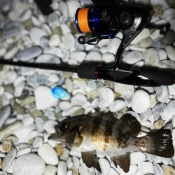 悪条件メバリング