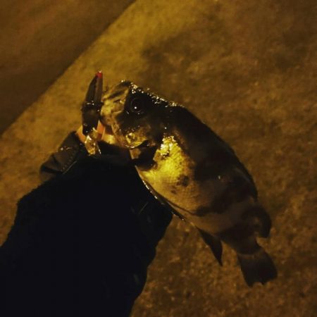 癒しのメバリング