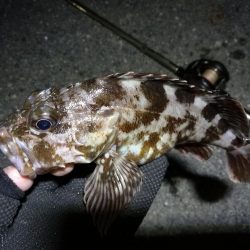 南港カモメ大橋ヘチ釣行 （南港 4月下旬20日～ 安定の根魚 釣果有り）
