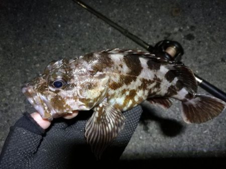 南港カモメ大橋ヘチ釣行 （南港 4月下旬2…