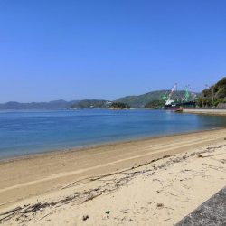 キスがそろそろ釣れ始めています。