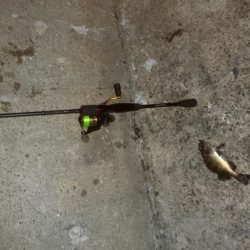 白浜パンダツアー