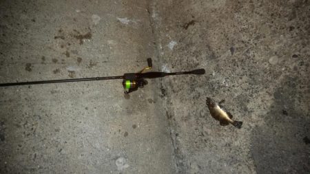 白浜パンダツアー