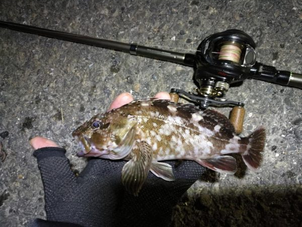 南港カモメ大橋ヘチ釣行 (21日大潮~ メバル、ガシラ 釣果有り)