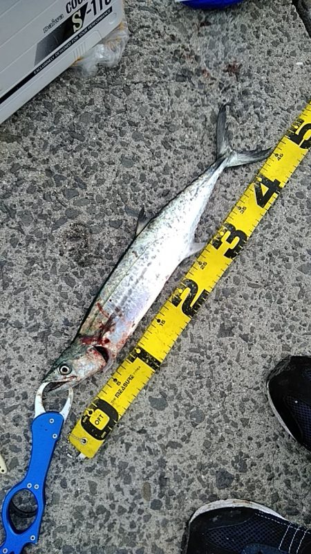 サゴシがヒット