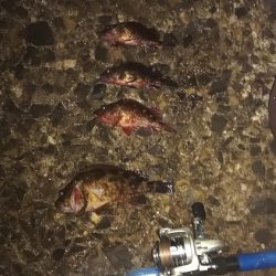 ロックフィッシュねらいでデカガシラ