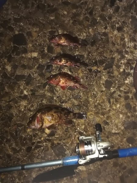 ロックフィッシュねらいでデカガシラ