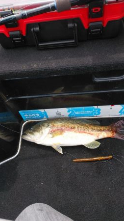 GWアシ打ちまだいけます!