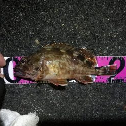 南港カモメ大橋 釣行 (GW3日目~ 小キビレチヌ,根魚の釣果有り)