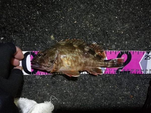 南港カモメ大橋 釣行 (GW3日目~ 小キビレチヌ,根魚の釣果有り)