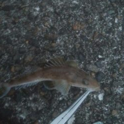 小マゴチが釣れました。。。