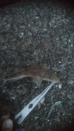 小マゴチが釣れました。。。