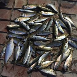 小アジ50匹、小いわし18匹、コノシロ1匹