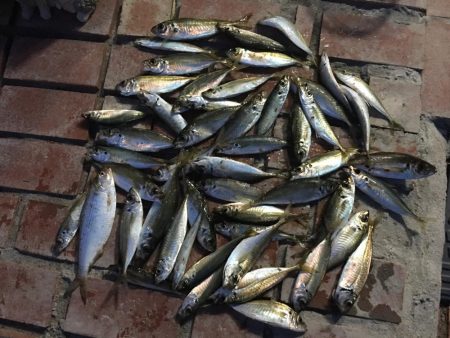 小アジ50匹、小いわし18匹、コノシロ1匹