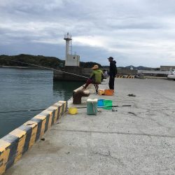 コアジ3匹、イワシ13匹