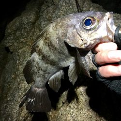 週の真ん中メバリング！