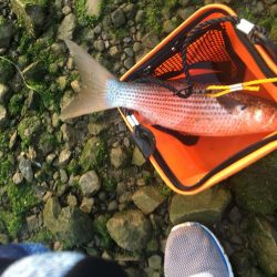 ボラばっかり……