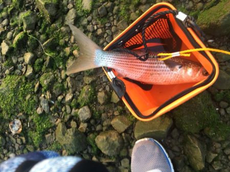 ボラばっかり……