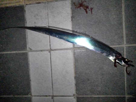 平成最後の春タチ釣行