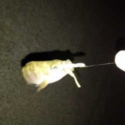 雨が降るまでの釣行