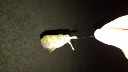 雨が降るまでの釣行