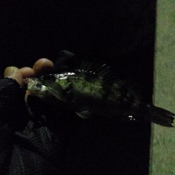 子メバルばかり