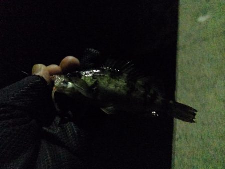 子メバルばかり