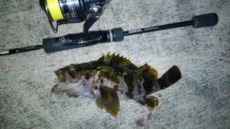 メバルプラッギング!