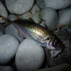 泉佐野サーフエリアでメバリング(^^)