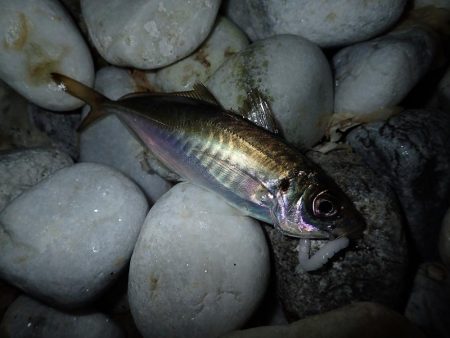 泉佐野サーフエリアでメバリング(^^)