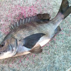 チヌ17ヒット5ゲット！